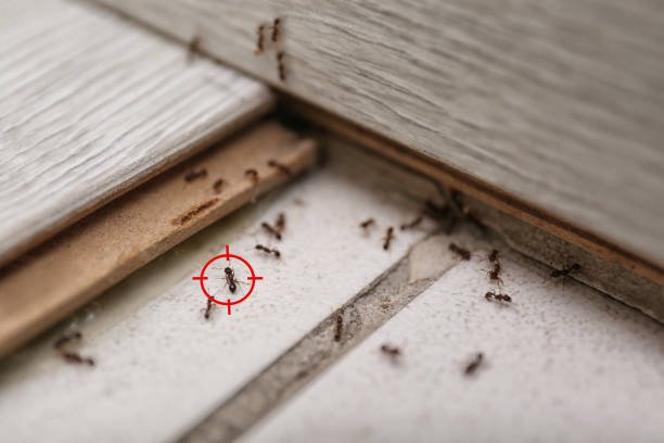 Best Affordable Pest Control Services  in Hayneville, AL