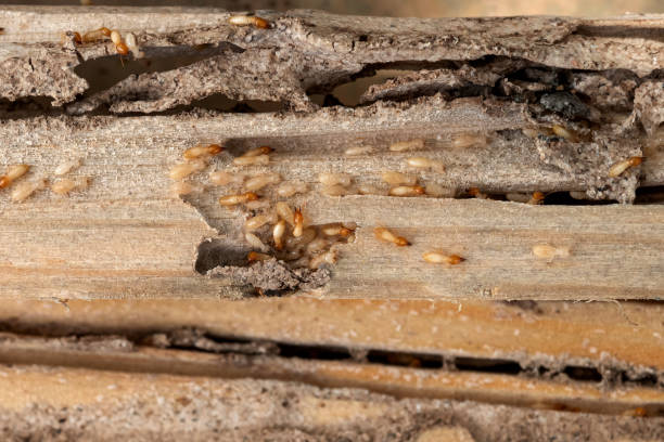 Best Mosquito Control Services  in Hayneville, AL